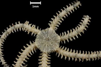 Media type: image;   Invertebrate Zoology OPH-5039 Aspect: disc-dorsal